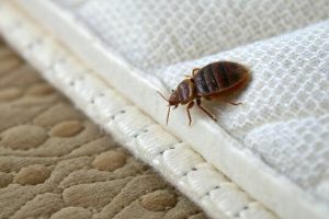 A close-up of a reddish-brown bed bug at the seam where a white textured fabric meets a beige quilted mattress material.RetryClaude can make mistakes. Please double-check responses.