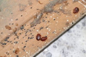 Several reddish-brown bed bugs crawl on a wooden surface that shows signs of infestation with black fecal spots and white debris.Retry
