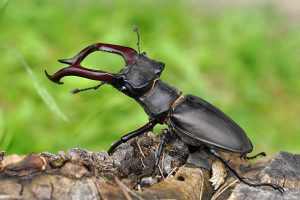 A well-known species in much of Europe is Lucanus cervus, referred to in the United Kingdom as "the" stag beetle (it is the largest terrestrial insect in the UK).