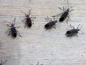The image shows five boxelder bugs with distinctive black bodies and orange-red markings arranged on a light wooden surface.Retry
