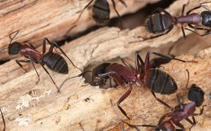 Several dark reddish-brown carpenter ants with segmented bodies are foraging on a piece of weathered wood.Retry