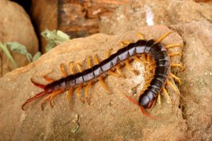 A dark-bodied centipede with contrasting orange-yellow legs crawls across a rocky, tan-colored surface.Retry